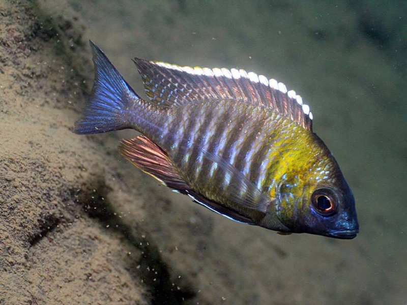 Lethrinops sp. 'micrentodon makokola' Makokola Reef